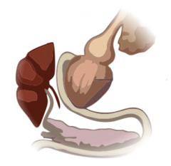 Hepatocolina